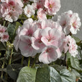 Pink & White Geranium Seeds – 10 Pelargonium Zonale Flower Seeds for Patio & Balcony Gardens