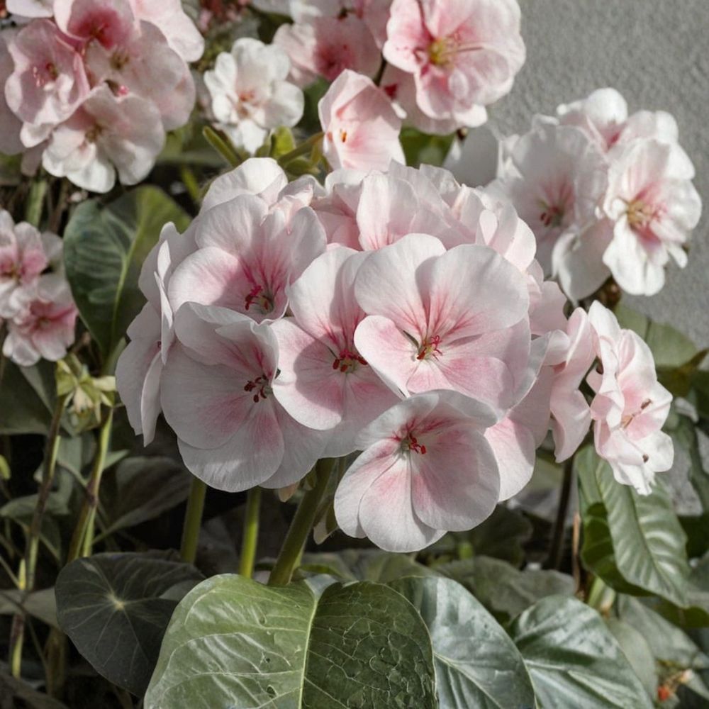 Pink & White Geranium Seeds – 10 Pelargonium Zonale Flower Seeds for Patio & Balcony Gardens