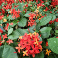 Flame of the Woods Geranium Seeds – Ixora coccinea | 25+ Tropical Red Flower Seeds for Garden & Patio