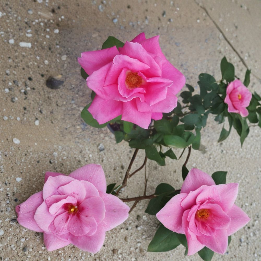 Perfume Delight Hybrid Tea Rose Live Plant | 3 Gallon Pink Fragrant Rose Bush