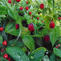 Watermelon Berry Streptopus amplexifolius Live Root - Alaska Wild Harvested Edible Woodland Plant