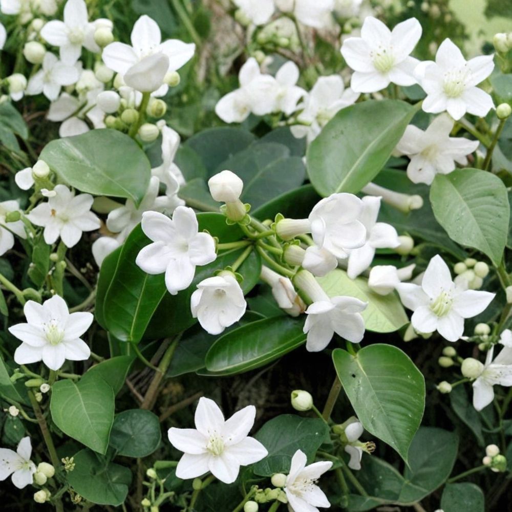 Madagascar Jasmine Seeds – Stephanotis floribunda | 5 Rare Fragrant Tropical Vine Seeds