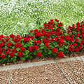 Mountie Red Ivy Geranium Cuttings - 8 Fresh Scarlet Red Pelargonium Cuttings for Rooting