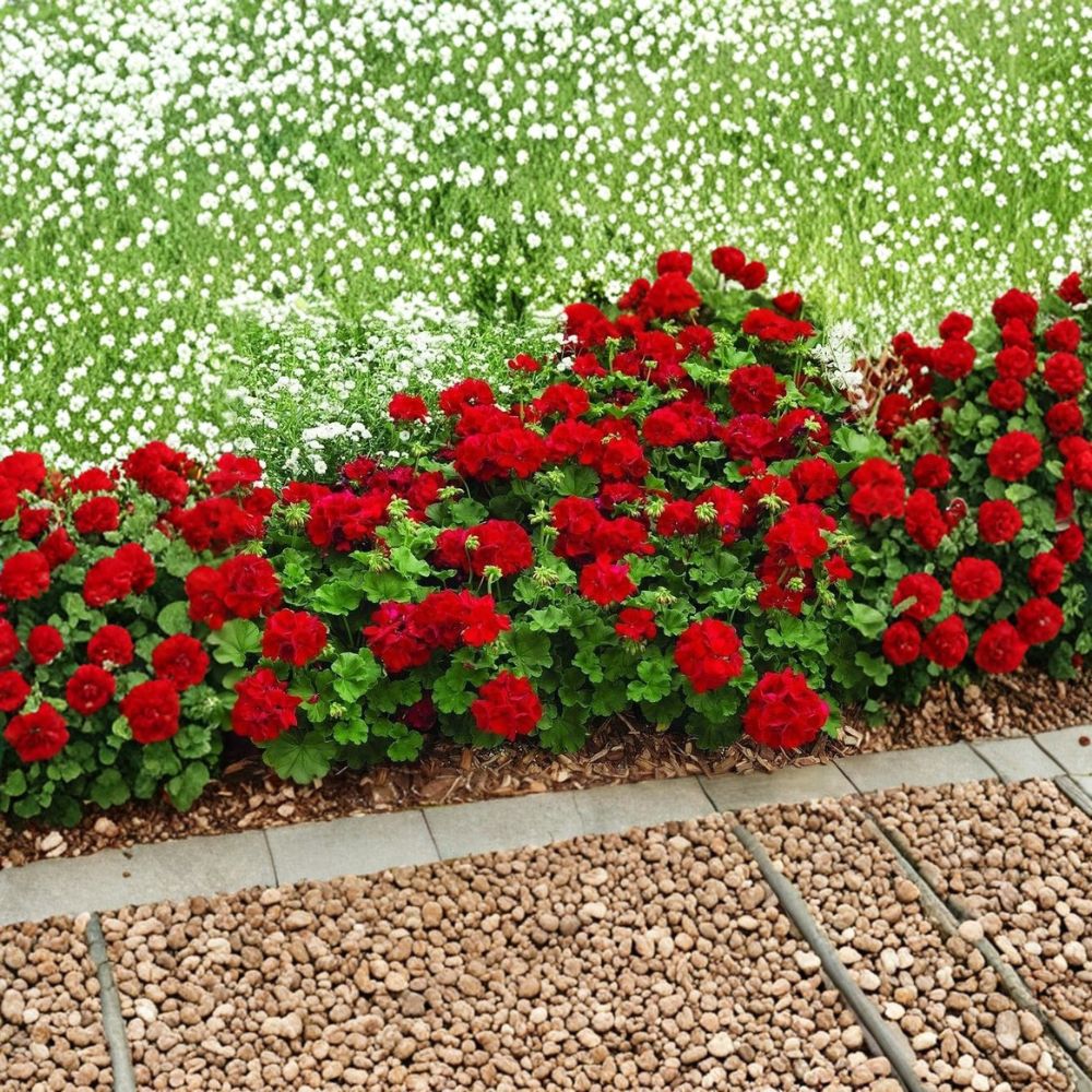 Mountie Red Ivy Geranium Cuttings - 8 Fresh Scarlet Red Pelargonium Cuttings for Rooting