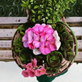 Geranium Pinto Premium White to Rose Pelargonium Seeds | 1,000 Color-Changing Blooms
