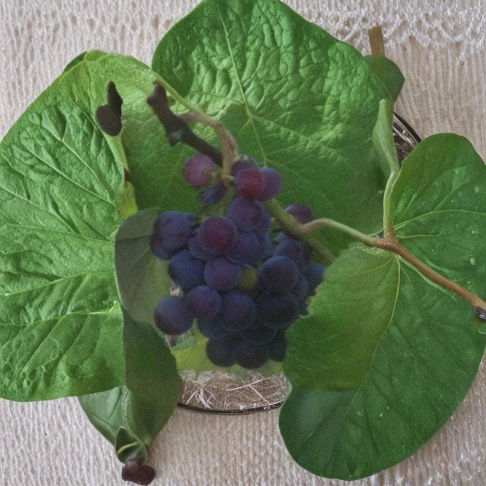 Saturn Blue Seedless Grape Vine – 3 Gallon Live Vitis vinifera Plant