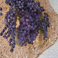 Zinfandel Wine Grape Vine - 3 Gallon Self-Fertile Live Plant for Home Vineyard