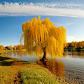 Golden Weeping Willow – Salix babylonica Live Potted Tree | 3 Ft Tall Bonsai Style