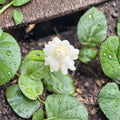 Grand Duke Jasmine Plant – Jasminum sambac Live Starter | Fragrant Double Bloom Arabian Jasmine