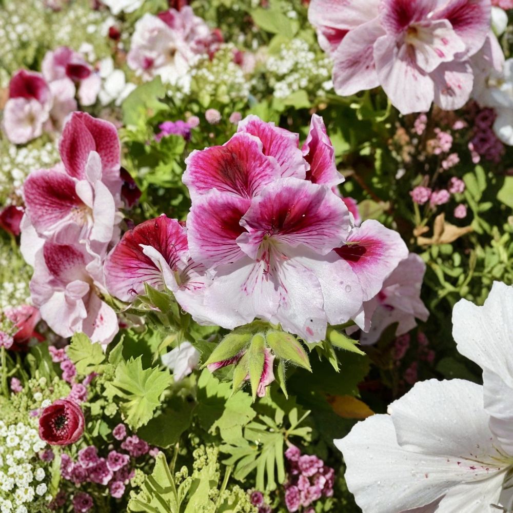Pink & White Geranium Cuttings – Fresh Pelargonium Cuttings for Rooting