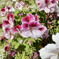 Pink & White Geranium Cuttings – Fresh Pelargonium Cuttings for Rooting