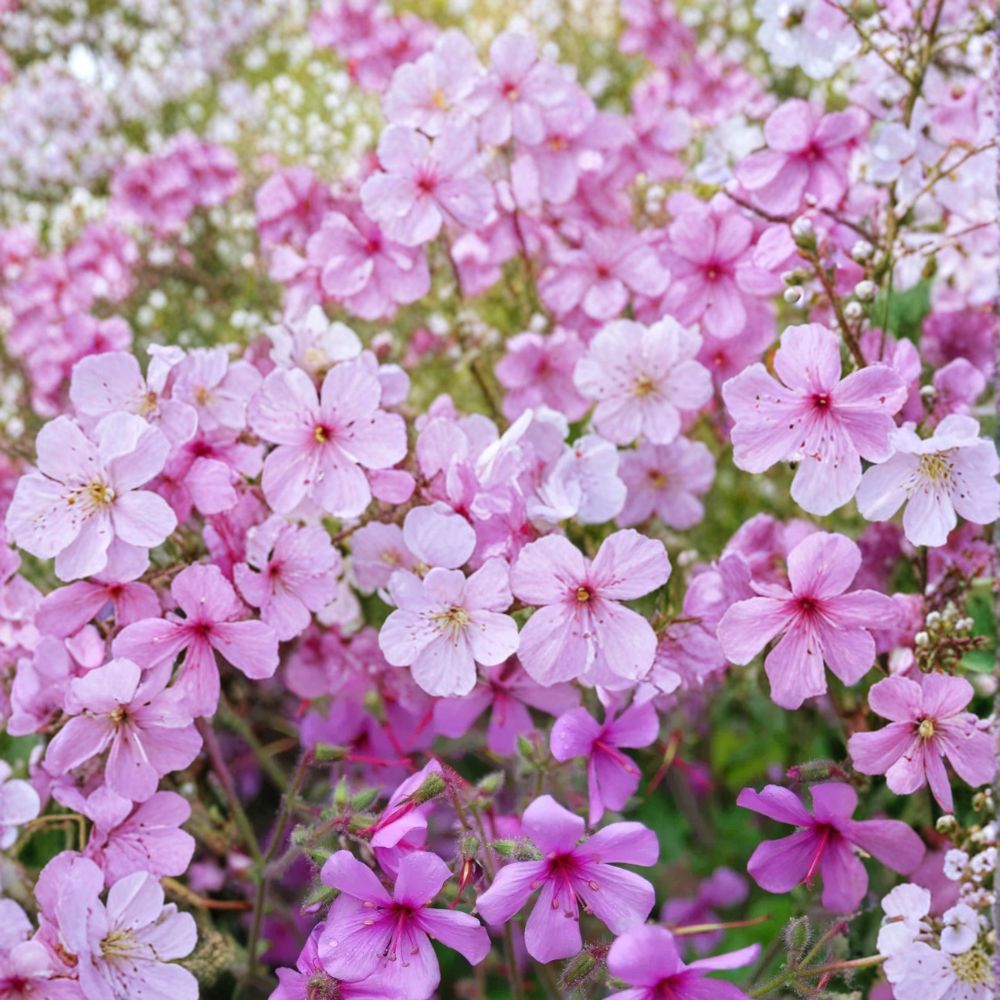 Canary Island Palmatum Geranium Seeds – Pelargonium palmatum | 25+ Seeds for Patio & Container Gardens