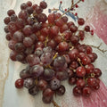 Vanessa Red Seedless Grape Vine – Live 4–6 Ft Tall Self-Fertile Fruit Vine