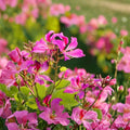 Geranium Orchid Tree Seed – Bauhinia Purpurea | Exotic Purple Flowers | Hummingbird & Butterfly Friendly