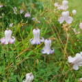 Clematis crispa Blue Jasmine Native Vine Seeds | 5 Seeds | Pollinator-Friendly Perennial Vine