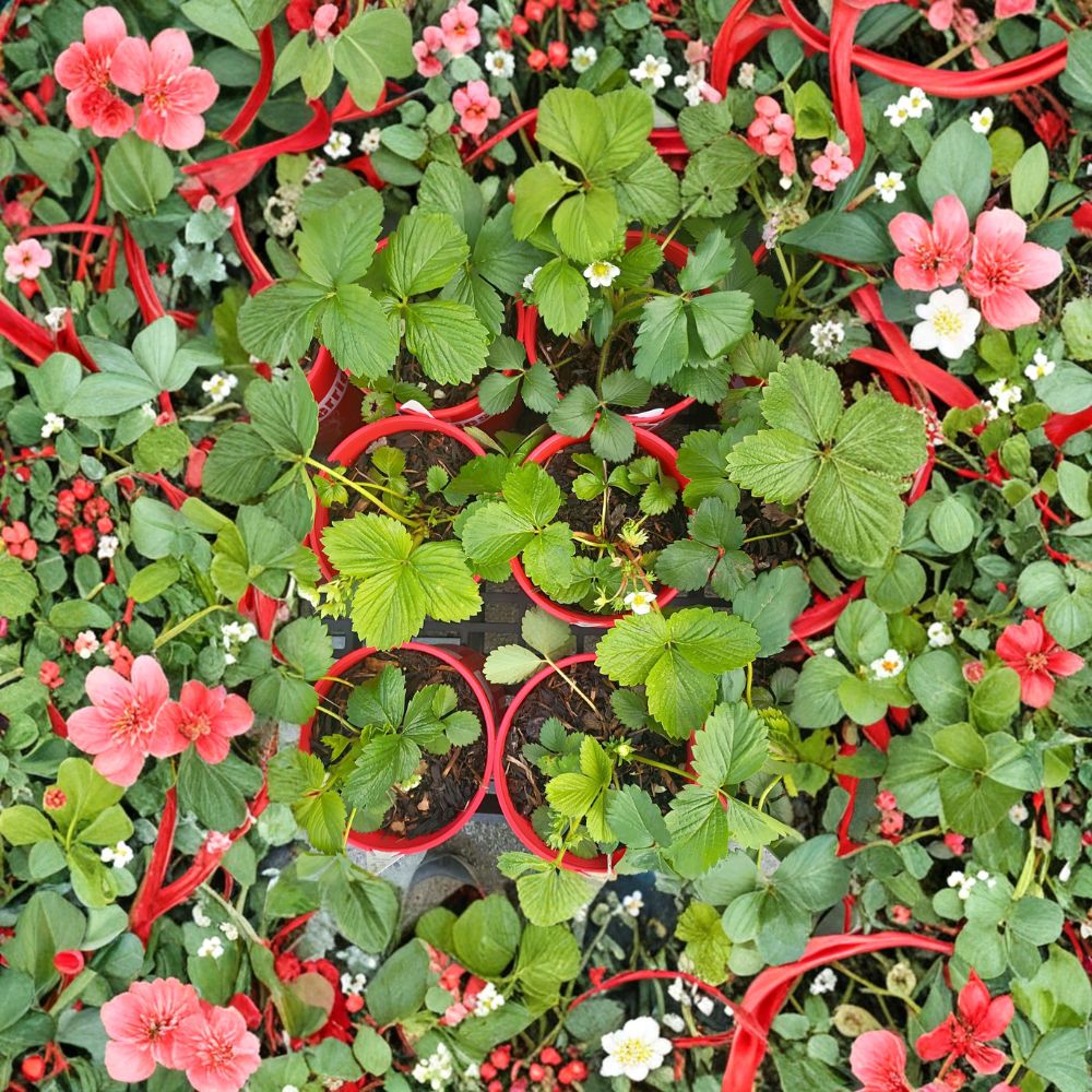 Wild Alaska Strawberry Pups – 5 Live Hardy Bare Root Strawberry Plants for Cold Climates