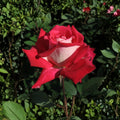 LOVE Grandiflora Rose – 3 Gallon Ruby Red & White Fragrant Rose Bush | Two-Year-Old Field Grown Rosa Hybrid