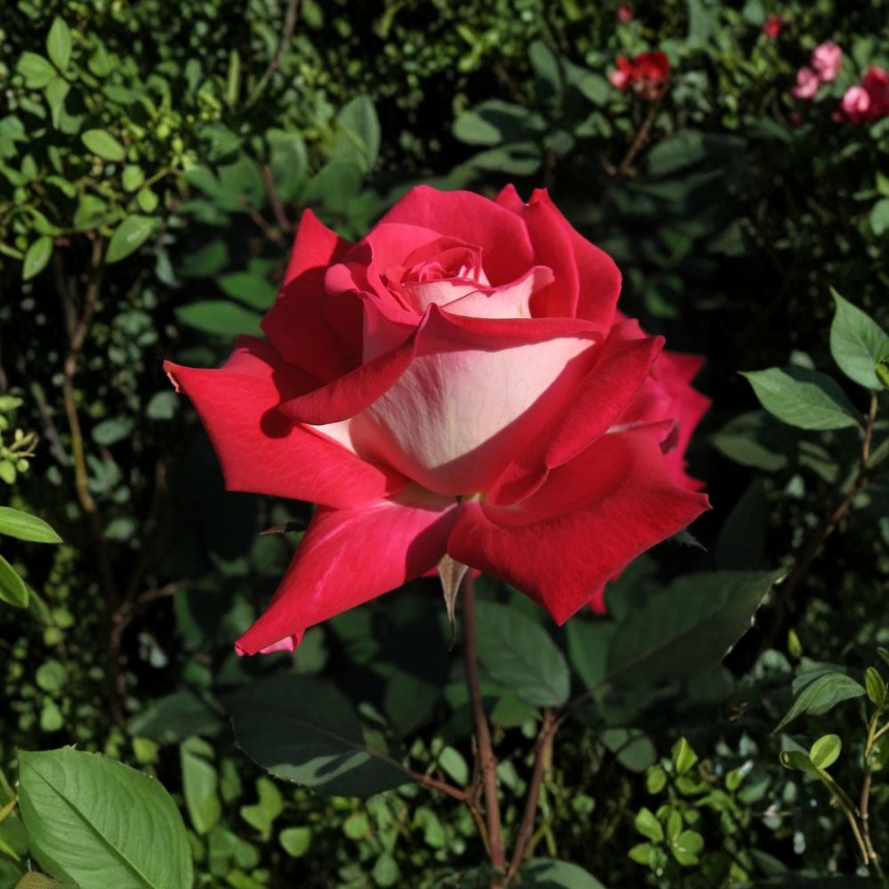 LOVE Grandiflora Rose – 3 Gallon Ruby Red & White Fragrant Rose Bush | Two-Year-Old Field Grown Rosa Hybrid