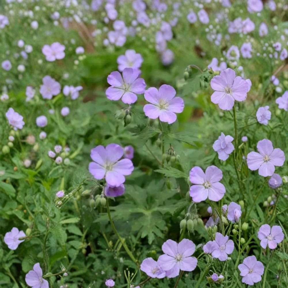Wild Geranium Bare Roots – 10 Geranium maculatum Plants | Hardy Woodland Perennial