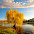 Golden Weeping Willow – Salix babylonica Live Potted Tree | Fast Growing Ornamental Bonsai Tree