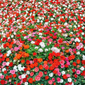 Mixed Colors Geranium Seeds – Pelargonium Zonale F2 Mix | 10 Seeds | Pink Purple Red Salmon Blooms