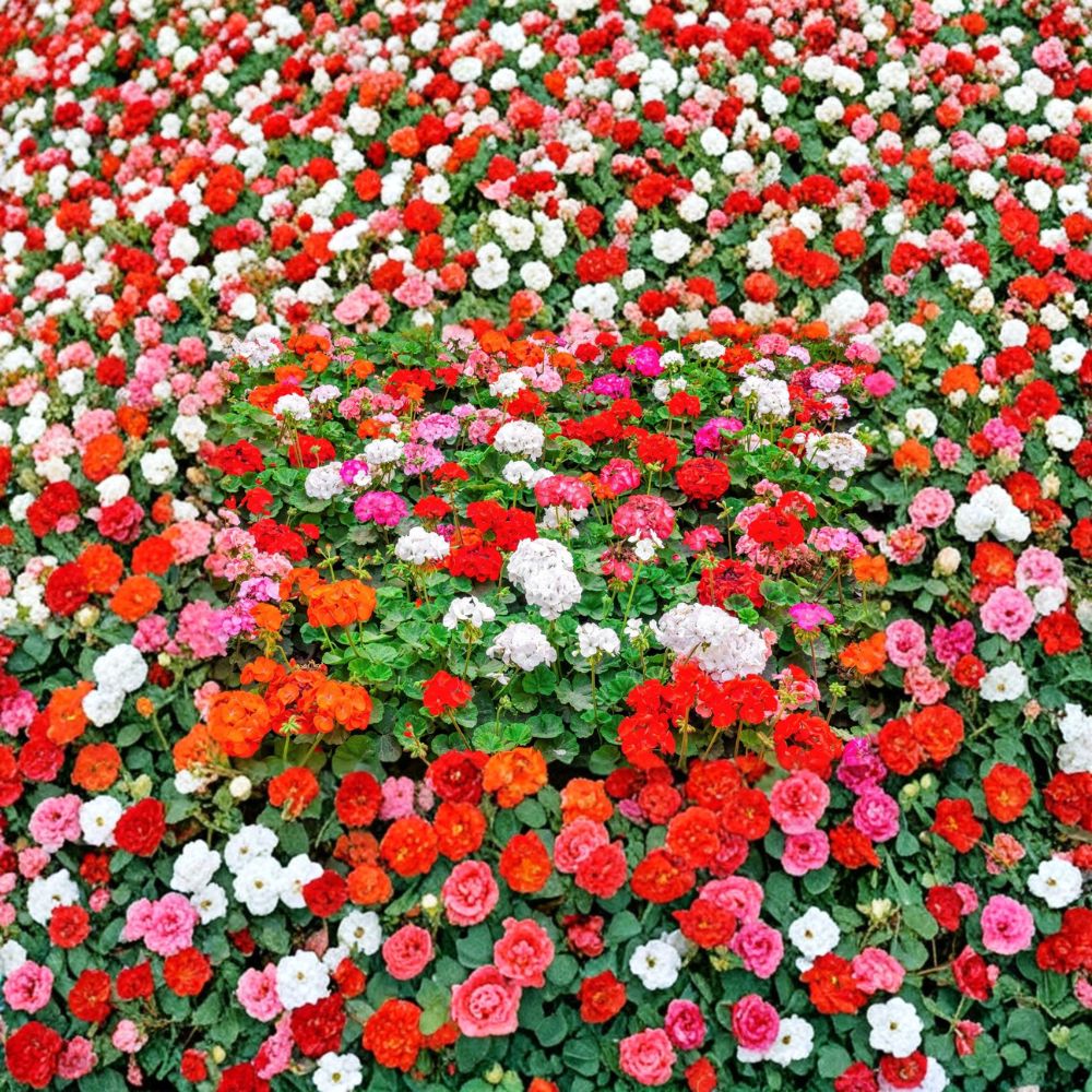 Mixed Colors Geranium Seeds – Pelargonium Zonale F2 Mix | 10 Seeds | Pink Purple Red Salmon Blooms