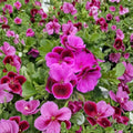 Martha Washington Geranium Cuttings - 6 Fresh Regal Pelargonium Cuttings for Rooting