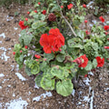 Organic Orange Geranium Cuttings – 6 Fresh Pelargonium Cuttings for Rooting