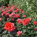 Ring of Fire Hybrid Tea Rose – 3 Gallon Live Bush Plant | Vibrant Multicolor Rose for Garden & Cut Flowers
