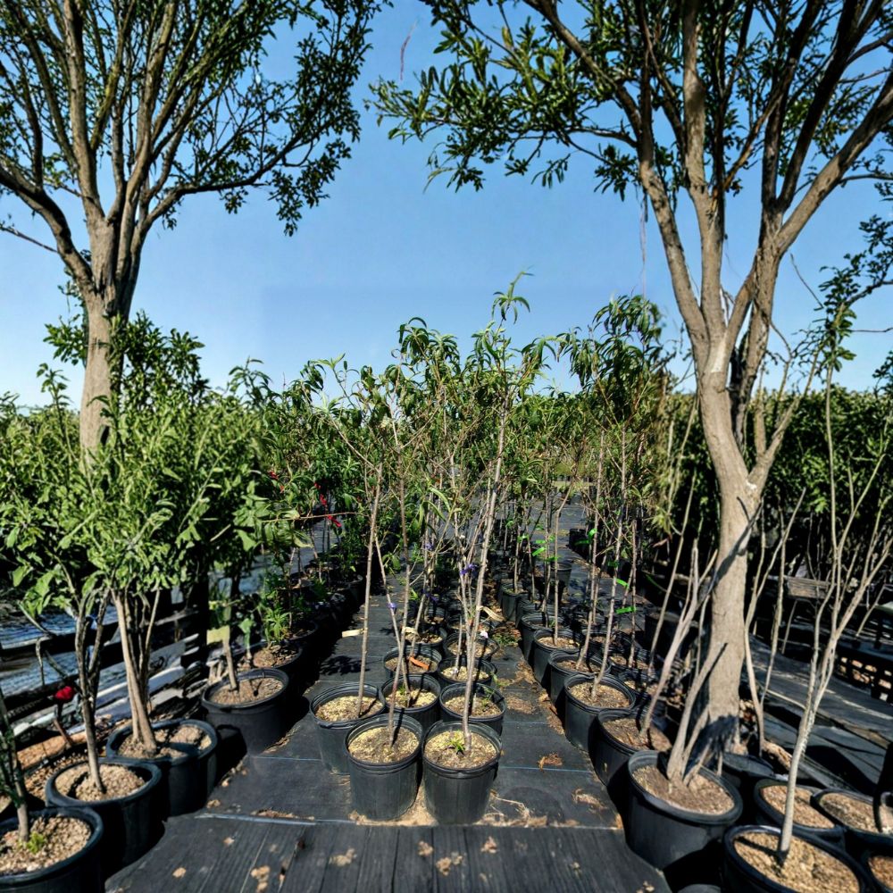 Scarlet Prince Peach Tree – 4–6 Feet Tall Live Fruit Tree with Sweet Juicy Freestone Peaches