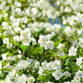 Jasmine Bonsai Seeds – Jasminum spp. White Flowering Plant | 25 Seeds