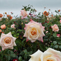 Peace Rose – Rosa Hybrid Tea Live Plant | 3 Gallon Rose Bush | Yellow Blend Blooms