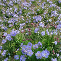 Mrs. Kendal Clark Geranium Seeds – 25+ Premium Flower Seeds for Patio & Balcony
