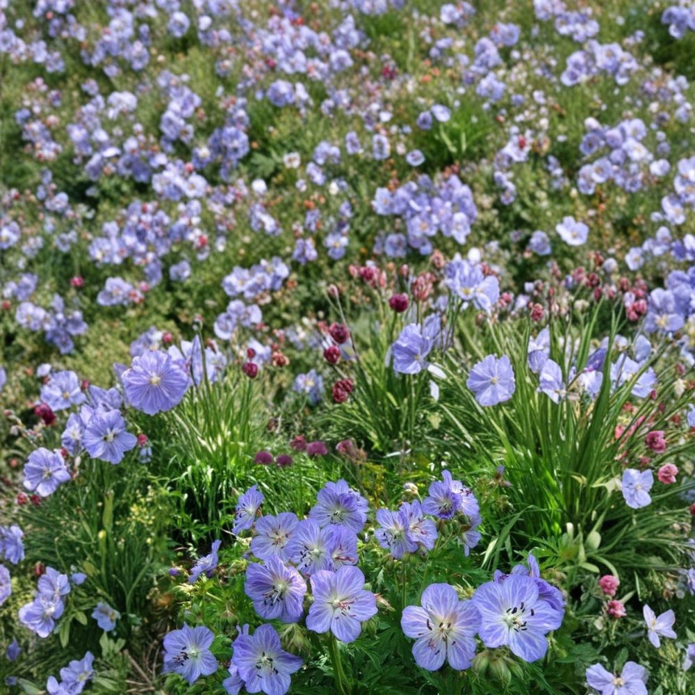 Mrs. Kendal Clark Geranium Seeds – 25+ Premium Flower Seeds for Patio & Balcony