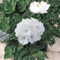 Maverick Series White Geranium Seeds – Pelargonium hortorum | 10 Seeds | White Flowers | Garden & Container Friendly