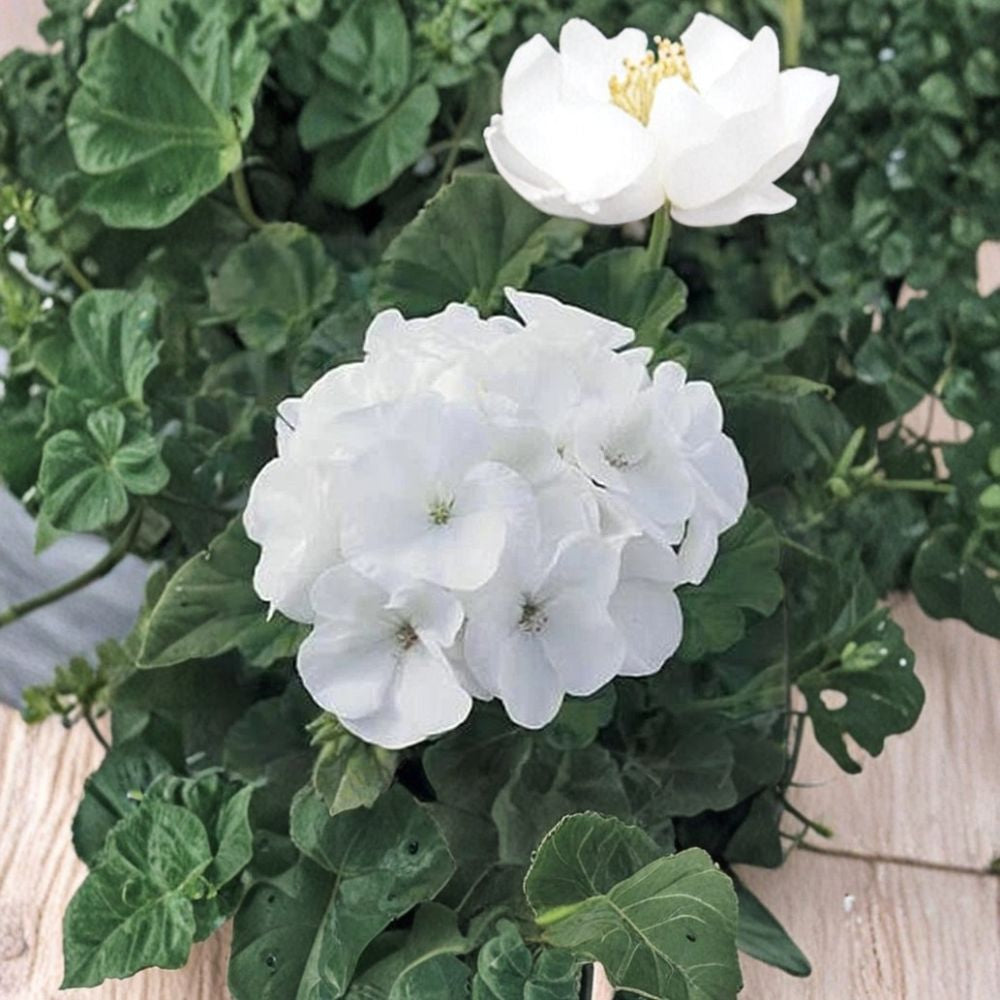 Maverick Series White Geranium Seeds – Pelargonium hortorum | 10 Seeds | White Flowers | Garden & Container Friendly