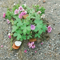 Geranium bohemicum Seeds – Cranesbill Violet Blue Flowers | Easy to Grow Pollinator Plant