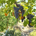 Steuben Grape Cuttings – 5 Pack | Cold Hardy Japanese Slip-Skin Table Grape