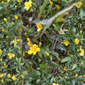 Carolina Yellow Jasmine Seeds – Gelsemium sempervirens | 25+ Seeds | Evergreen Fragrant Climbing Vine | USA Grown