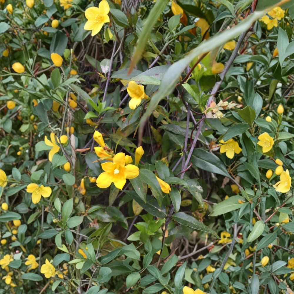 Carolina Yellow Jasmine Seeds – Gelsemium sempervirens | 25+ Seeds | Evergreen Fragrant Climbing Vine | USA Grown