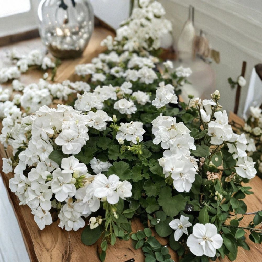 Snow White Zonal Geranium Cuttings – 8 Unrooted Pelargonium Cuttings with White and Pink Blooms