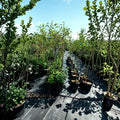 Calloway Fruiting Crabapple Tree – Live Ornamental Fruit Tree 4–6 Feet Tall