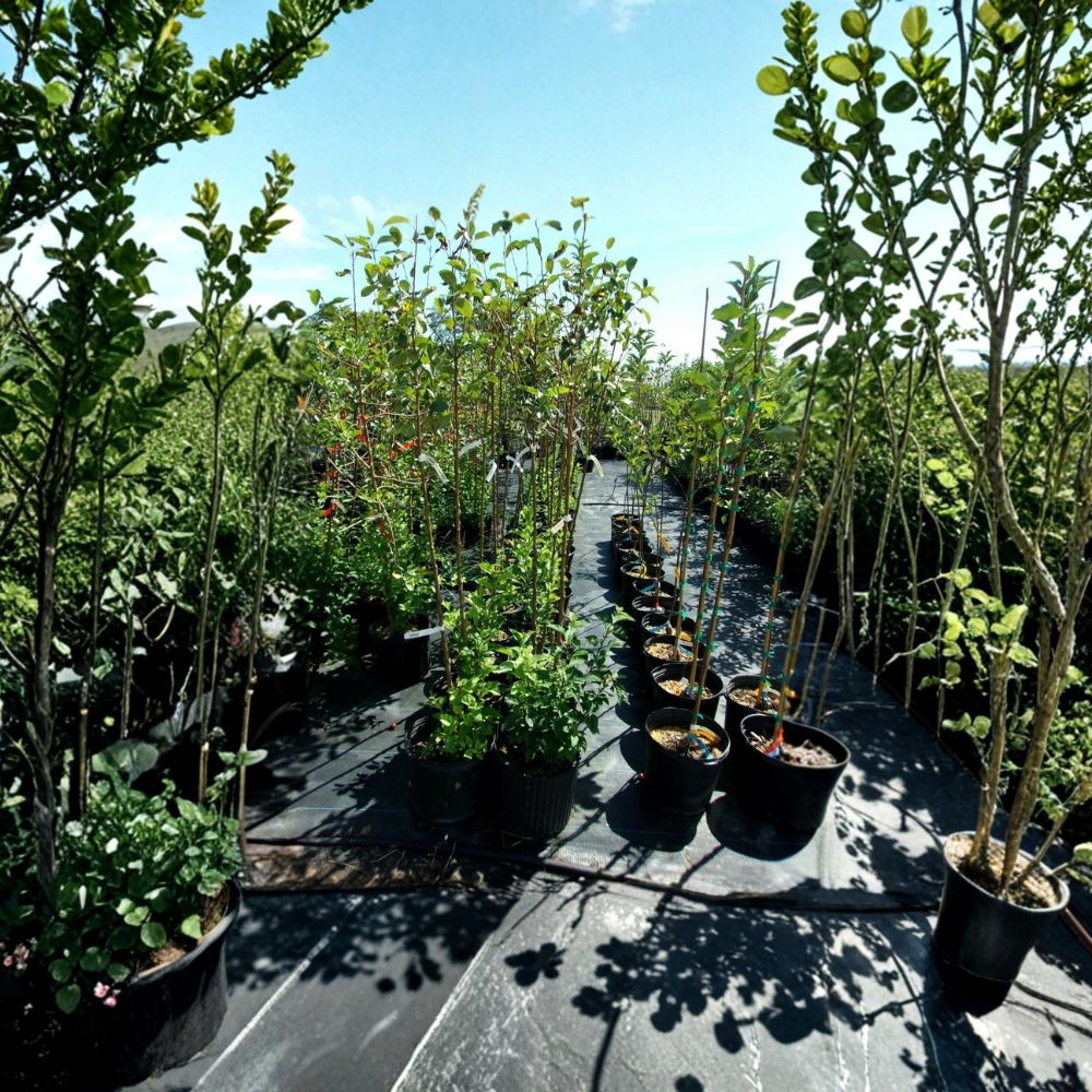 Calloway Fruiting Crabapple Tree – Live Ornamental Fruit Tree 4–6 Feet Tall