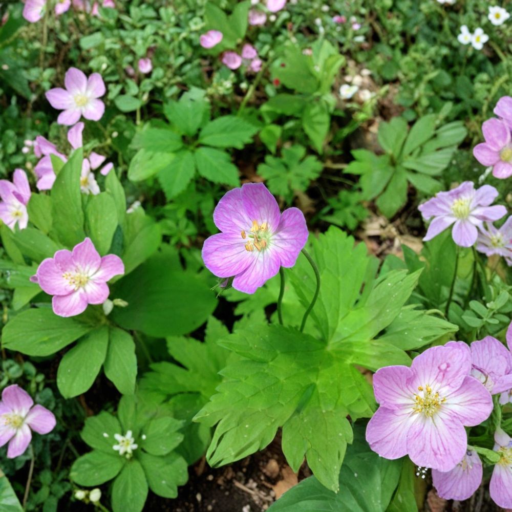 Wild Geranium Bare Roots – Geranium maculatum Cranesbill | 20 Bare Roots | Shade Garden Perennial