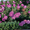 Geranium sanguineum Vision Violet Seeds – 100 Hardy Cranesbill Perennial Seeds
