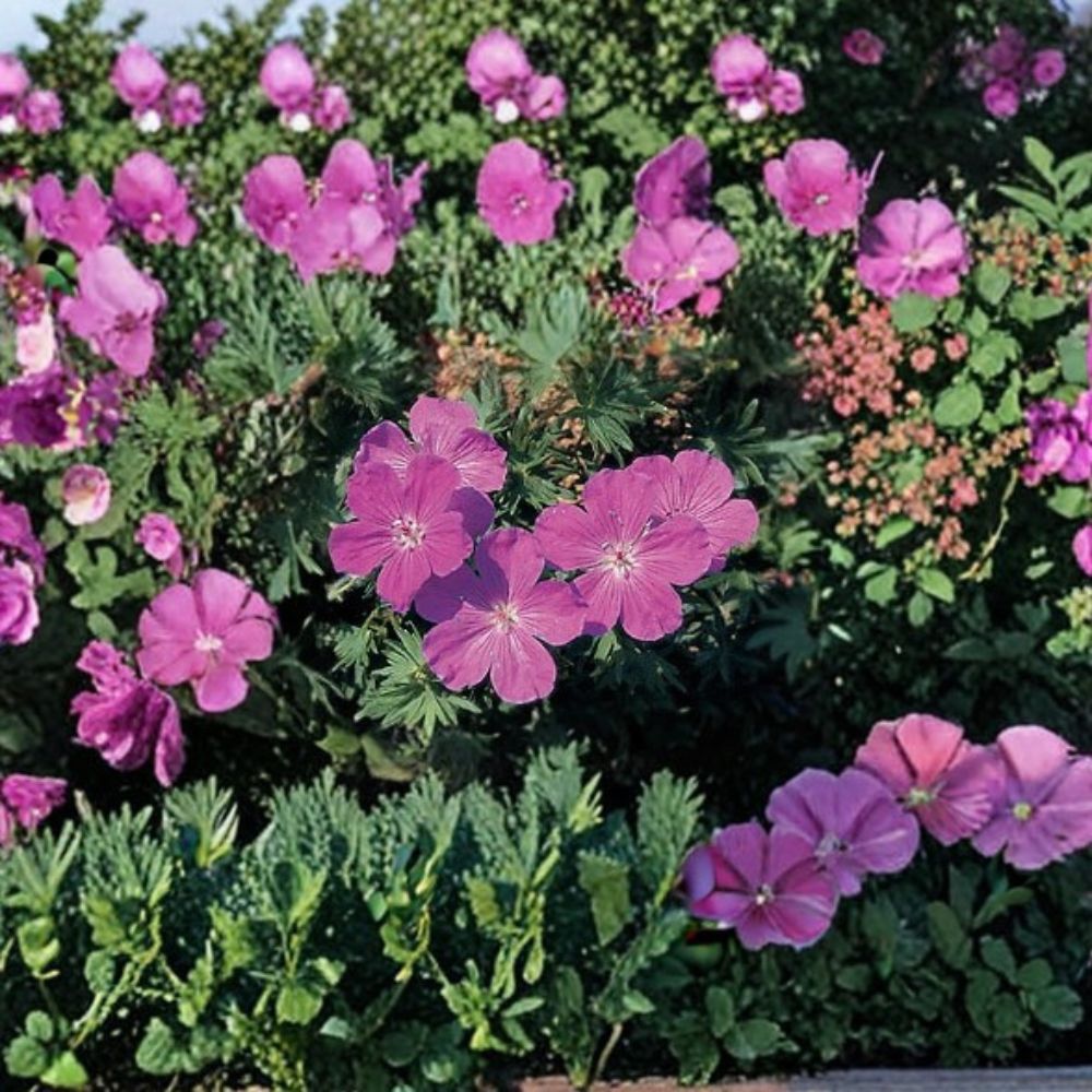 Geranium sanguineum Vision Violet Seeds – 100 Hardy Cranesbill Perennial Seeds