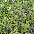 Pine Scented Geranium Live Plant – Pelargonium denticulatum in Quart Pot