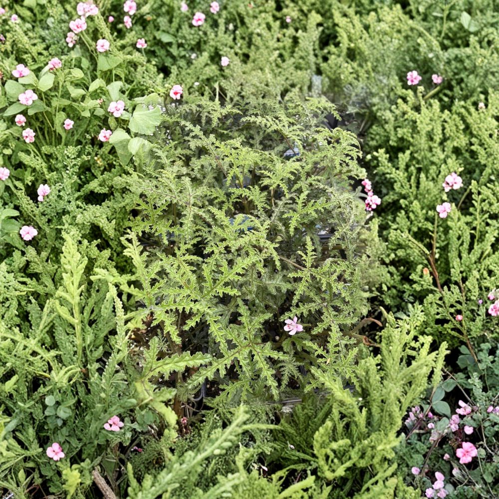 Pine Scented Geranium Live Plant – Pelargonium denticulatum in Quart Pot