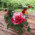 Scentimental Floribunda Rose - 3 Gallon Live Rosa Hybrid Plant with Red & White Striped Blooms