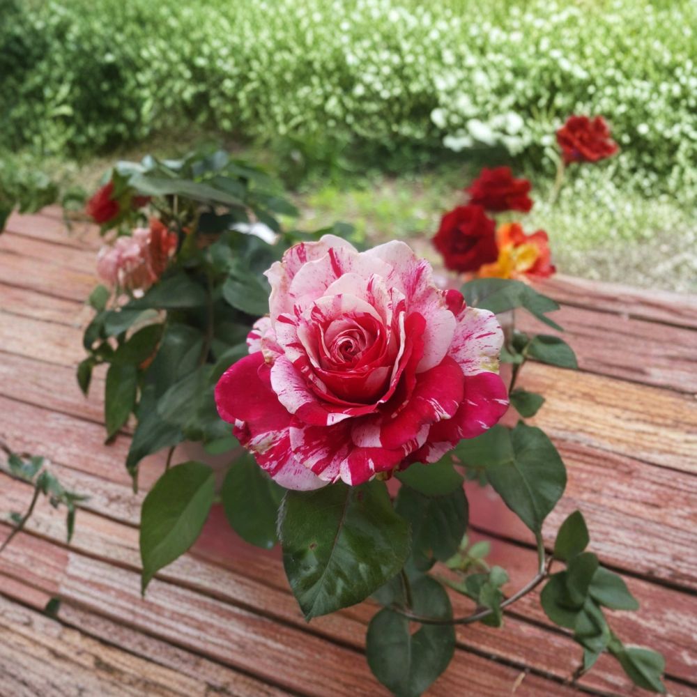 Scentimental Floribunda Rose - 3 Gallon Live Rosa Hybrid Plant with Red & White Striped Blooms